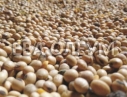 Услуги сушки зерна: кукурузы, сои, подсолнуха, рапса